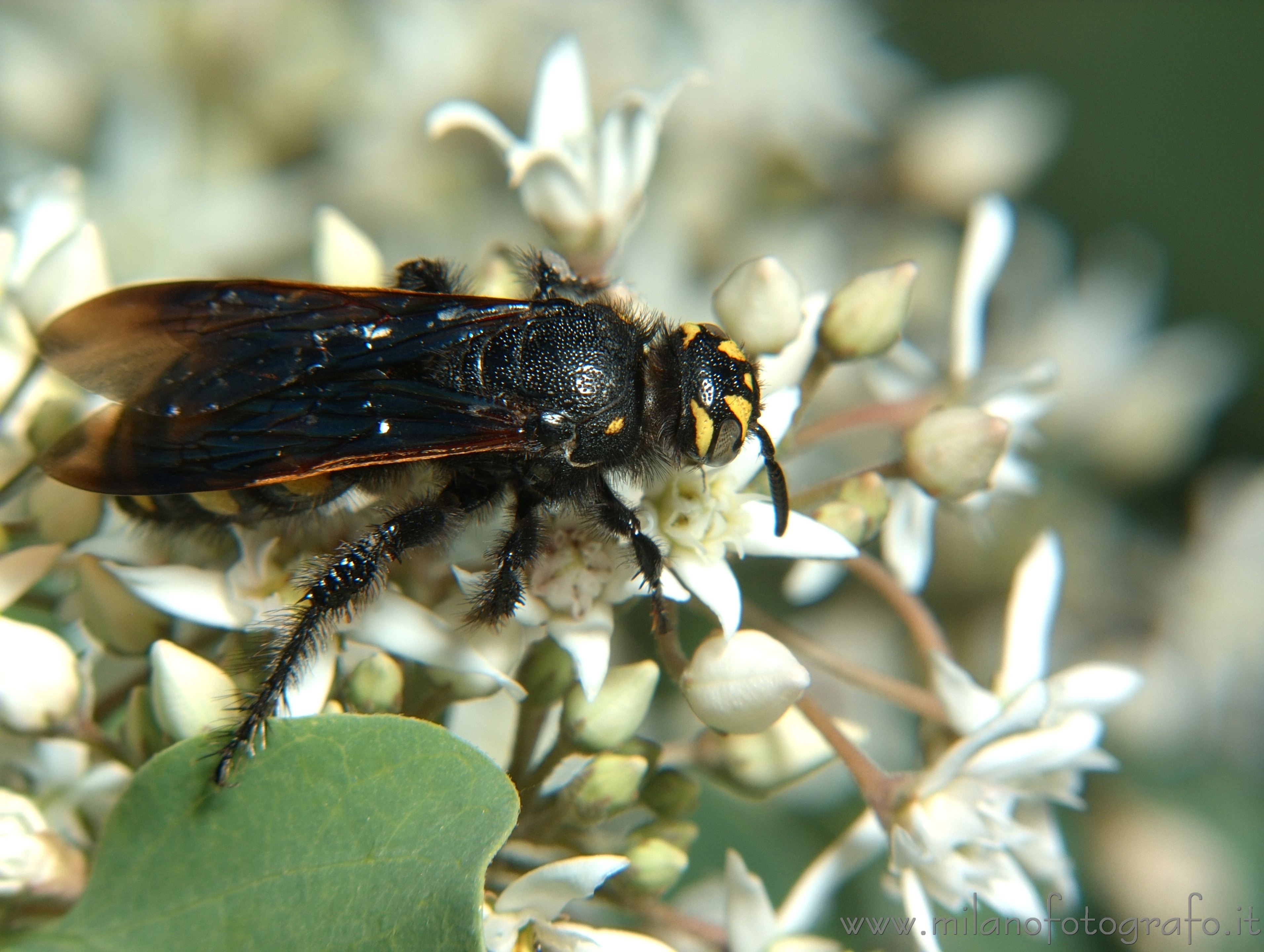 Torre San Giovanni (Lecce, Italy) - Female Colpa sexmaculata